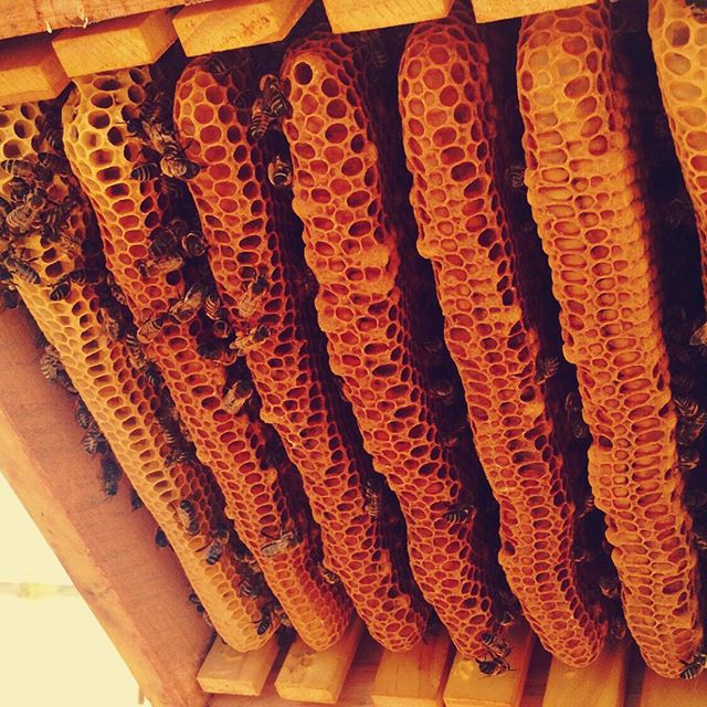 Honeycomb. Enough said. #warrebeekeeping #warrebeehives #naturalbeekeeping #beecentricbeekeeping #honeycomb